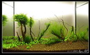 Christmas moss